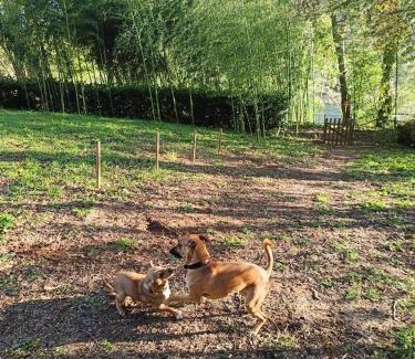 Aiguelèze House | Entre rivière & bambous - Vue rivière - Parc arboré - Petfriendly