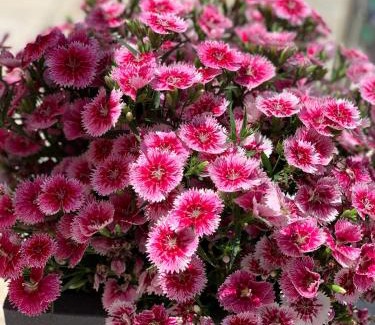 Naddi Hotel | Ess & Bee Resorts