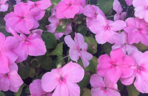 Weilrod Apartment | Etzauer Mühle-Mensch-Zeit-Pferd, Weilrod