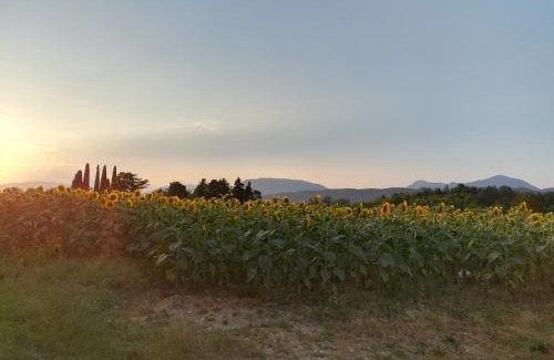 San Daniele del Friuli House | Falco Bianco