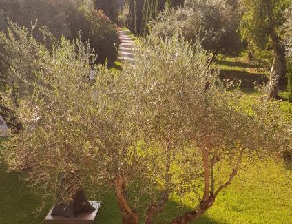 Pietrasanta Apartment | Fattoria Il Giardo