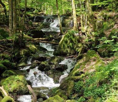 Purgl Hotel | Ferien vom Ich, Bayerischer Wald, Hotel & Restaurant