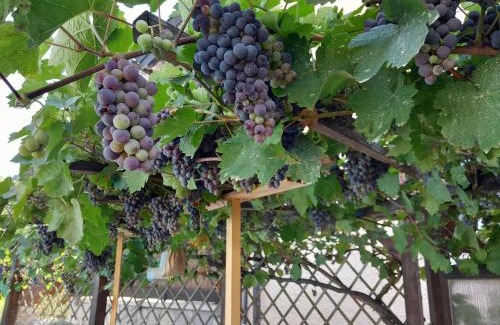 Laufen Apartment | Ferienhaus Resch