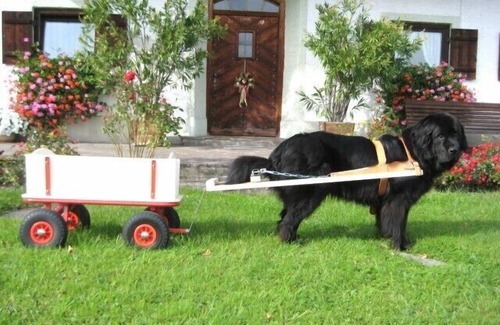 Anger Apartment | Ferienwohnung 32 m², 3 Sterne, Wohn-/Schlafraum, Küche, Dusche/WC, Balkon, Kabel-TV, WLAN, max. 2 Personen, max. 2 Hunde