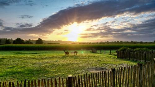 Rhedebrugge Apartment | Ferienwohnung Alpakablick - inklusive gratis Alpaka Meet & Greet
