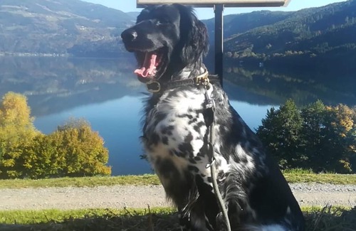 Spittal an der Drau Apartment | Ferienwohnung Sonne mit Badesteg Direkt am See - Laggerhof Direkt am Südufer des Millstätter Sees