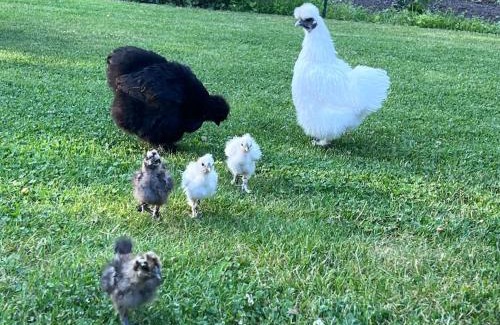 Weiwasser/O.L. Apartment | FeWo Hof-Idyll mit FassSauna/Spielplatz für Kids