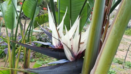 Icod de los Vinos Apartment | Finca La Punta