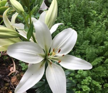 Jenesano Bed & Breakfast | Finca Renacer