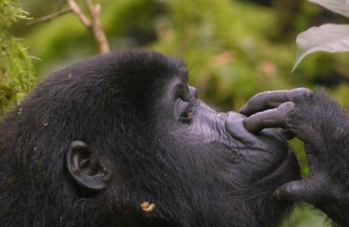 Democratic Republic of the Congo Other | Genius jungle experience