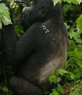 Democratic Republic of the Congo Other | Genius jungle experience