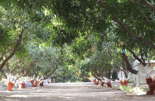 Talala Resort | Gir Enjoy Forest Resort