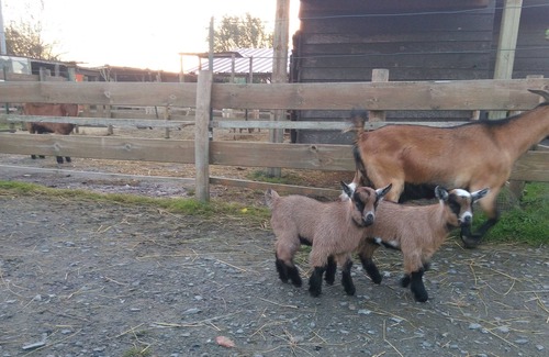 Poyanne Cottage | Gite d'Aliénor, Poyanne, at the farm, for 10p, at only 30 mn from Hossegor