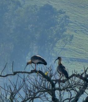Corrego do Bom Jesus Other | Glamping Cabana Aysú