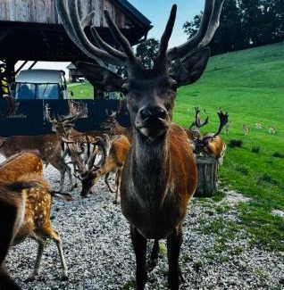 Hrastnik Other | Glamping - domačija Lamperček