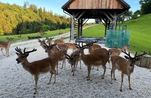Hrastnik Other | Glamping - domačija Lamperček