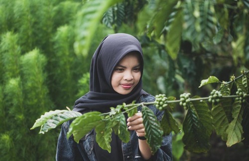 West Lampung Other | Glamping