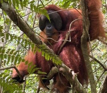 Bukit Lawang House | Green View Homestay & Jungle Trekking