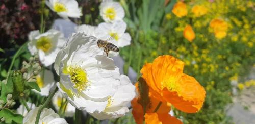 Glor Apartment | Großglocknerappartement