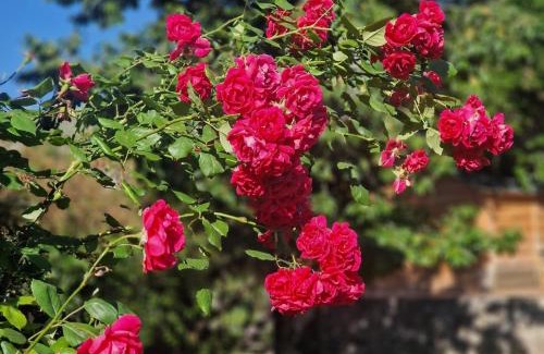 T'ba House | Guest House Aleksandre