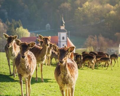 Olimje House | Guesthouse Jelenov greben