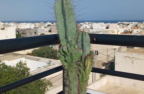 Mrezga Apartment | Hammamet - Near beaches and hills: The house of olive trees