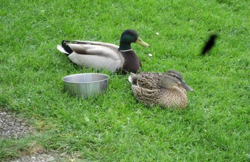 Maierhofen Apartment | Haus Hörger