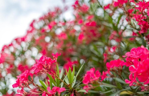 Tramin Apartment | Haus Piger