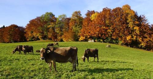 Andelsbuch Apartment | Haus Schneider