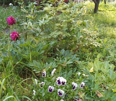 Sanahin Bed & Breakfast | Hayk B&B (in Sanahin)