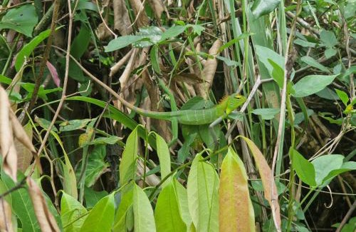 Medadumbara House | Heeloya mount view garden