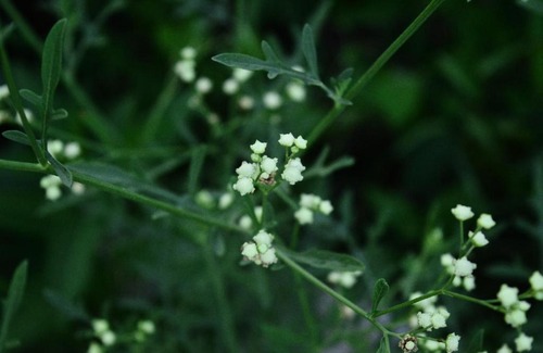Las Rosas House | Hermosa casa en el monte a los pies del Champaquí