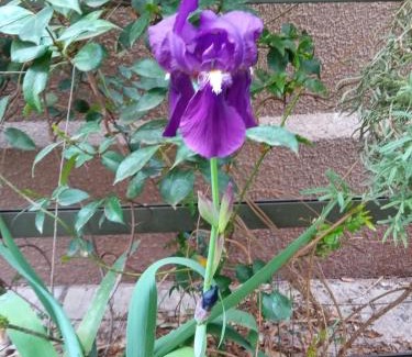 Mendoza City Center Apartment | Hermoso Departamento con Cochera y Seguridad