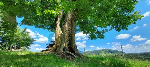 Slovenske Konjice Apartment | Hiška Tilia