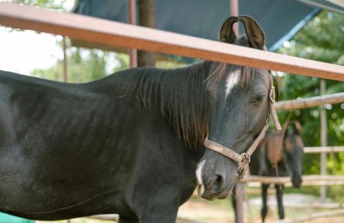 Jaipur District House | Hidden Gem near Jaipur horse ride, scenic view & swimming pool