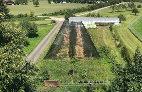 Arth Bed & Breakfast | Hirschfarm, Goldau