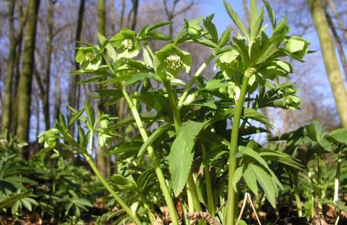Luedinghausen Apartment | Hof Spöde