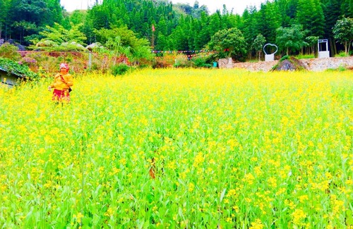 Van Chan House | homestay phô núi suôi giang