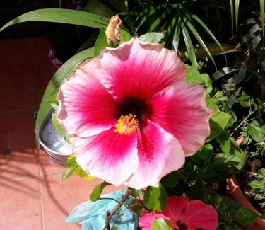 San Juan del Sur House | Hostal Javier's House sjs