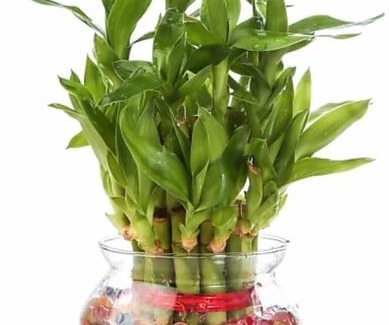 Rajgir Hotel | HOTEL DEVDOOT