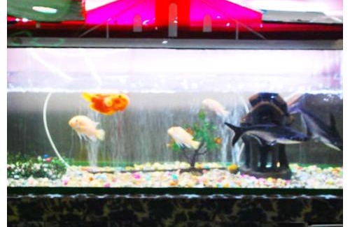 Alipurduar Resort | Hotel Pancha-deep Bhawan Full AC OR NON AC Room WB