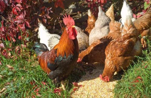 Feldthurns Apartment | Huberhof App Gala