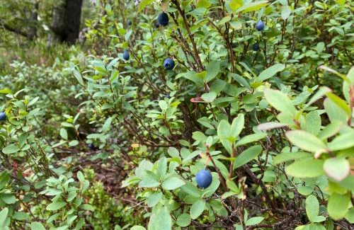 Aseral House | Hygge på fjellet