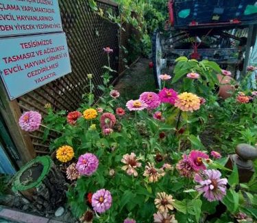 Edremit Bed & Breakfast | İda Tahtalıköy Bungalov