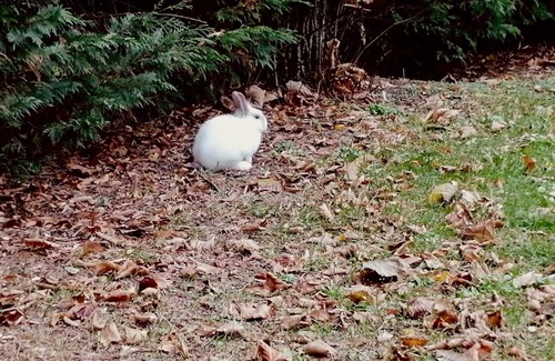 Massa Castello Bed & Breakfast | Il Bianconiglio R&B