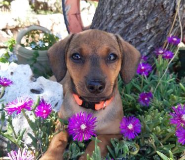 Castelvecchio Calvisio Bed & Breakfast | IL GIRASOLE