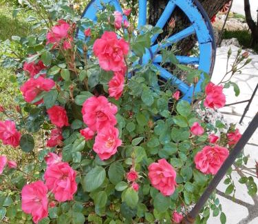 Castelvecchio Calvisio Bed & Breakfast | IL GIRASOLE