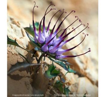 Monclassico Apartment | Il Raponzolo di Roccia