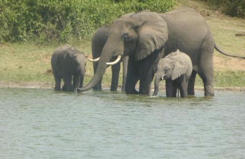 Kasese Cabin | Irungu Forest Safari Lodge