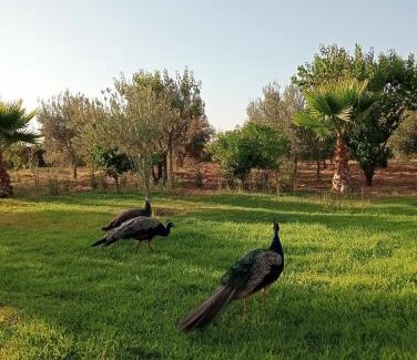 Tamazouzte House | Jamarou